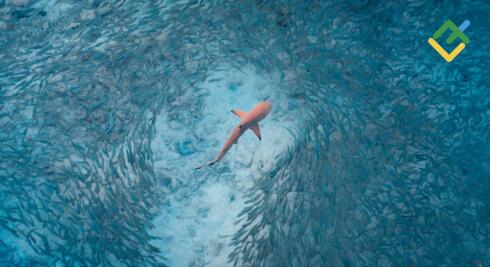 Wzór 5-0: polowanie na rekina