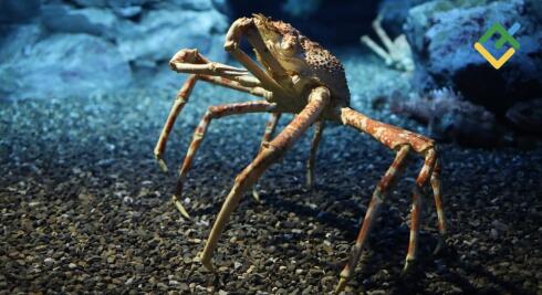 Deep Crab Harmonic Pattern for Reversal Setups