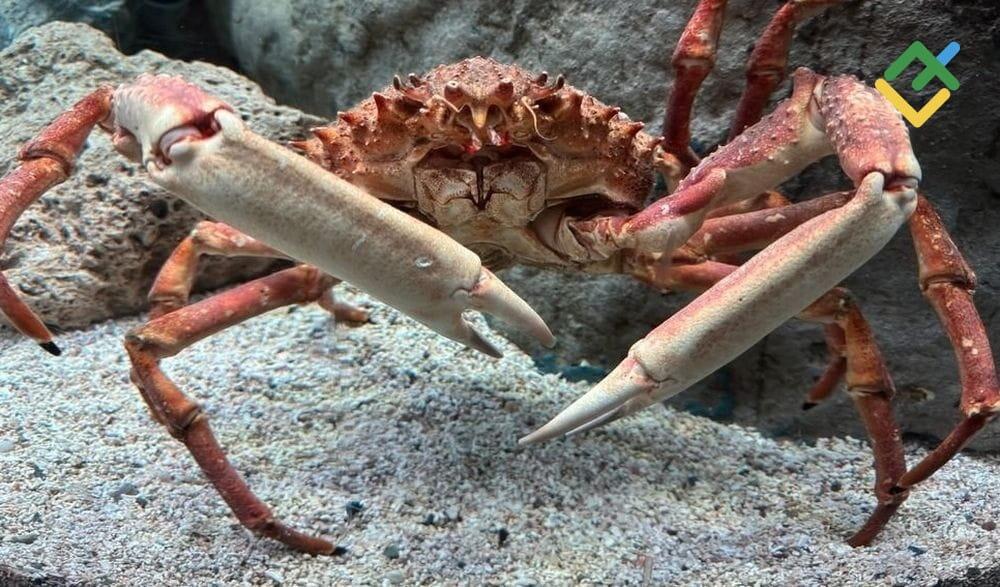 LiteFinance: What Is the Deep Crab Pattern?