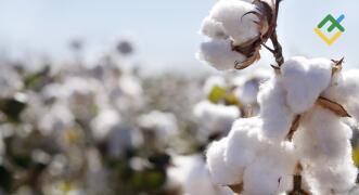 William Gann – Finansowy Nostradamus