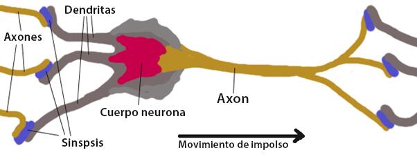 LiteFinance: ¿Qué es una red neuronal?