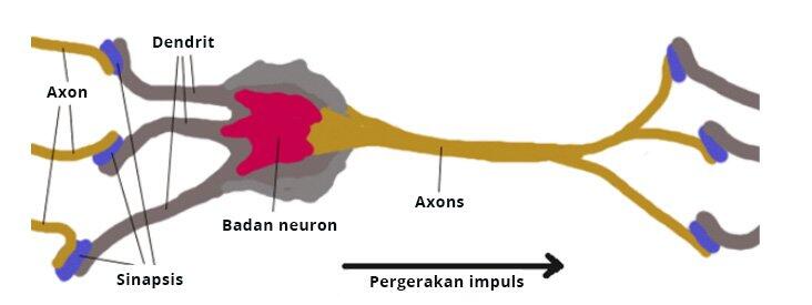LiteFinance: Apakah rangkaian neural?