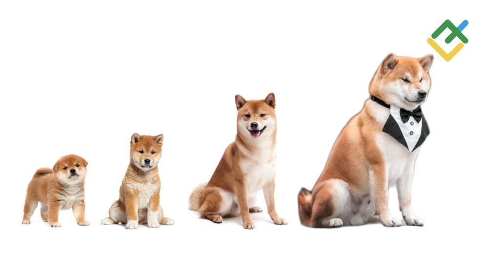LiteFinance: История создания Shiba Inu
