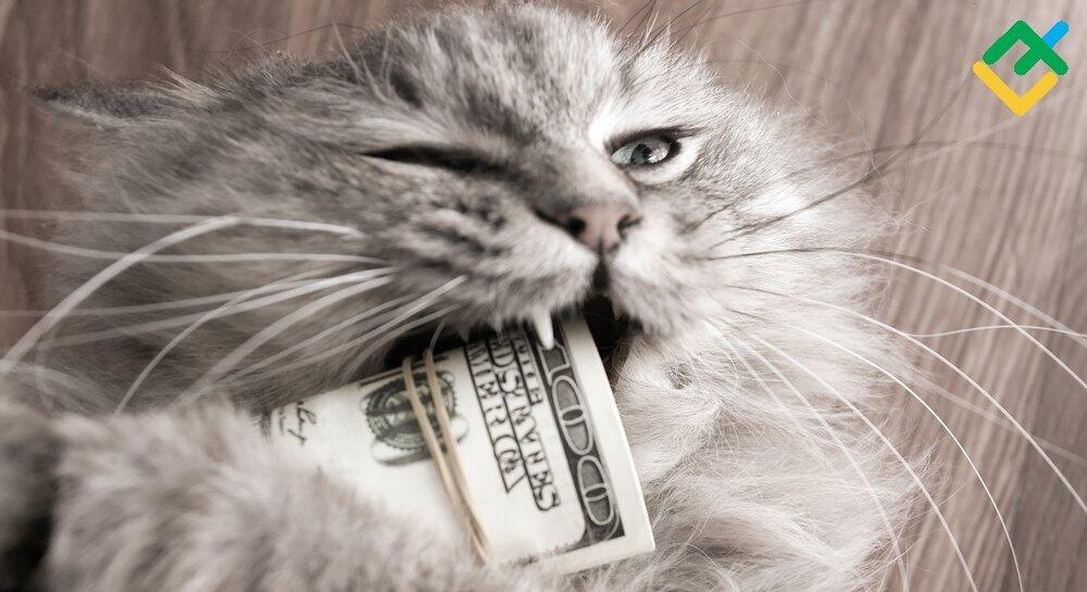 Forex cat empire state ipo