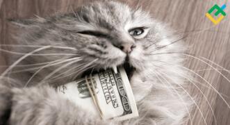 Forex straszą podskokami zdechłych kotów